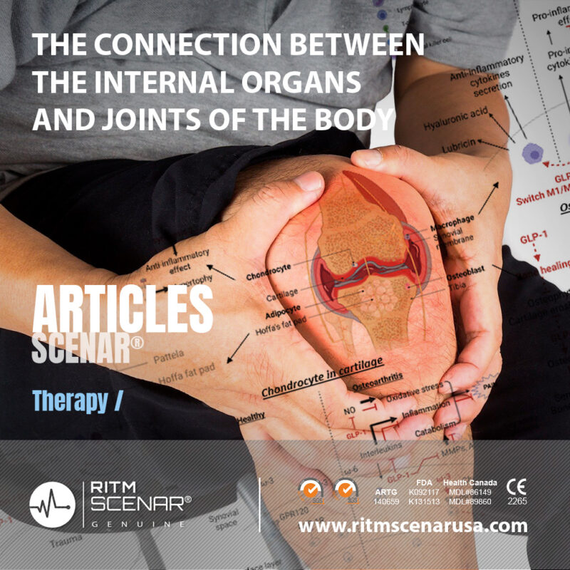 THE CONNECTION BETWEEN THE INTERNAL ORGANS AND JOINTS OF THE BODY